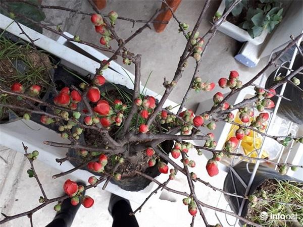 tet nay choi hoa gi: mai do lun gia hop tui tien lai dep mat - 7