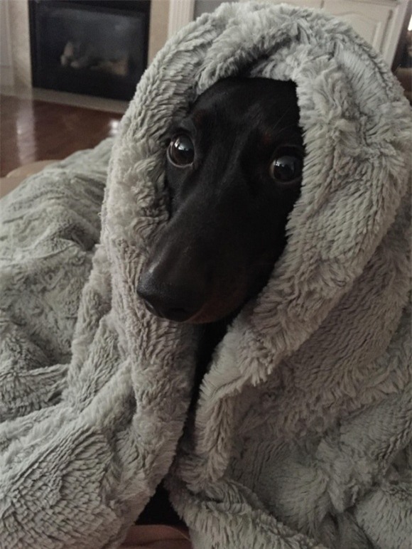 ảnh cười, ảnh cười mùa đông, ảnh hài hước.