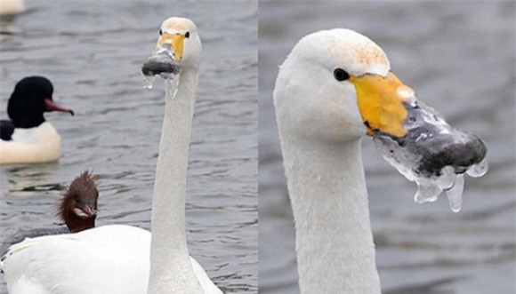 ảnh cười, ảnh cười mùa đông, ảnh hài hước.