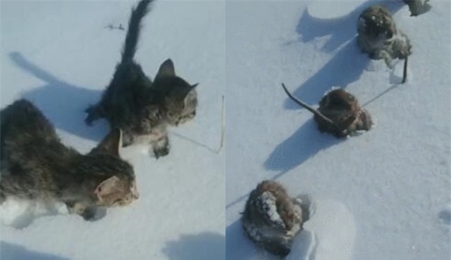 Trời lạnh âm độ, chuột đồng Trung Quốc đóng băng thành hàng dài thẳng tắp gây xôn xao mạng xã hội - Ảnh 3.