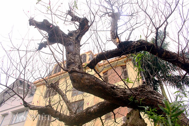 đào tết, cây cảnh, Thị trường tết