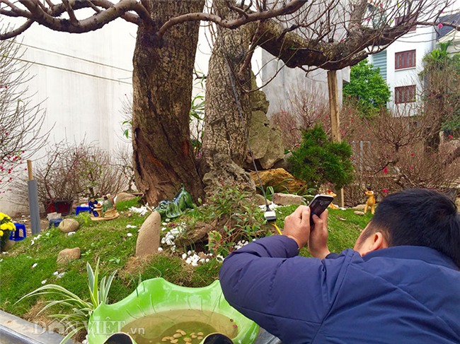 đào tết, cây cảnh, Thị trường tết