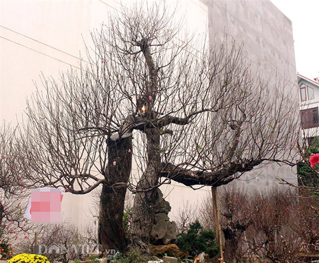 đào tết, cây cảnh, Thị trường tết