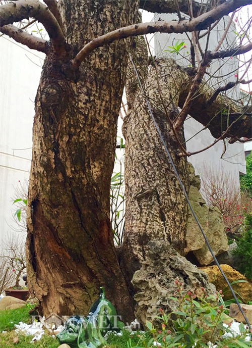 đào tết, cây cảnh, Thị trường tết