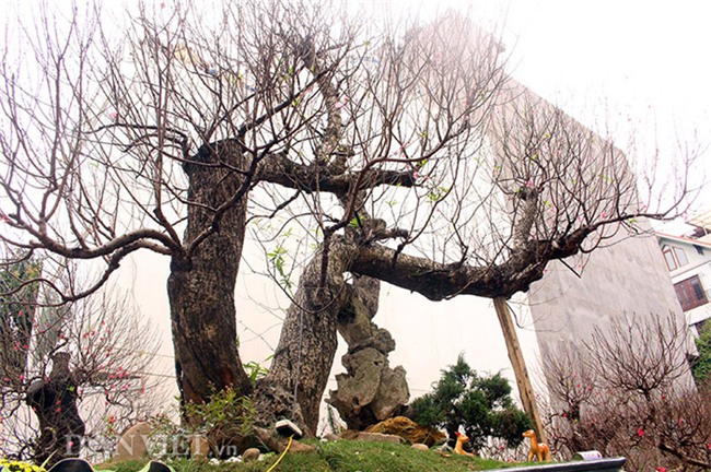 đào tết, cây cảnh, Thị trường tết