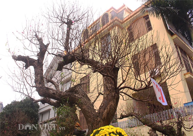 đào tết, cây cảnh, Thị trường tết