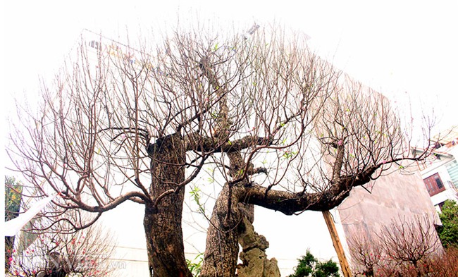 đào tết, cây cảnh, Thị trường tết