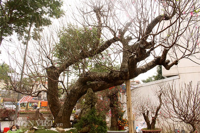 đào tết, cây cảnh, Thị trường tết