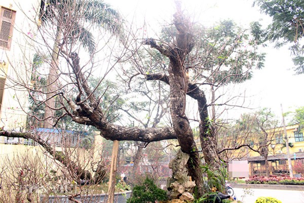 đào tết, cây cảnh, Thị trường tết