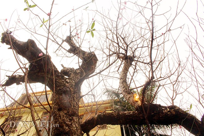 đào tết, cây cảnh, Thị trường tết