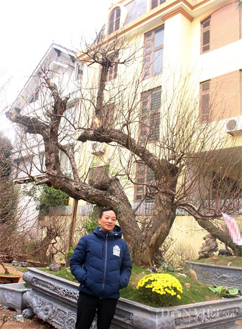 đào tết, cây cảnh, Thị trường tết