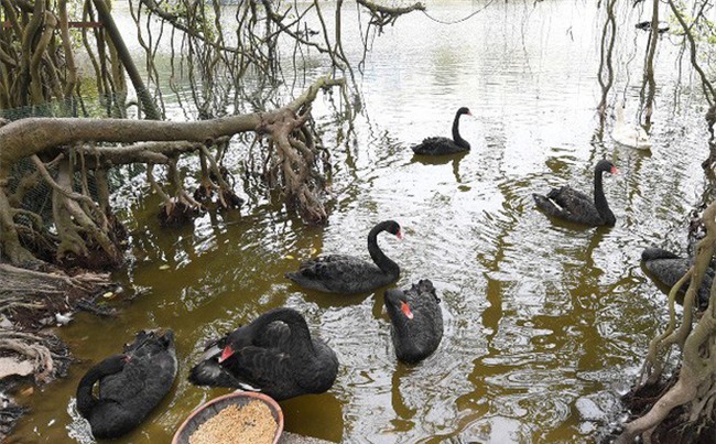 Hà Nội thả đàn thiên nga đen và trắng ở Hồ Gươm