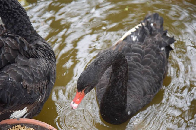 Hà Nội thả đàn thiên nga đen và trắng ở Hồ Gươm - Ảnh 4.