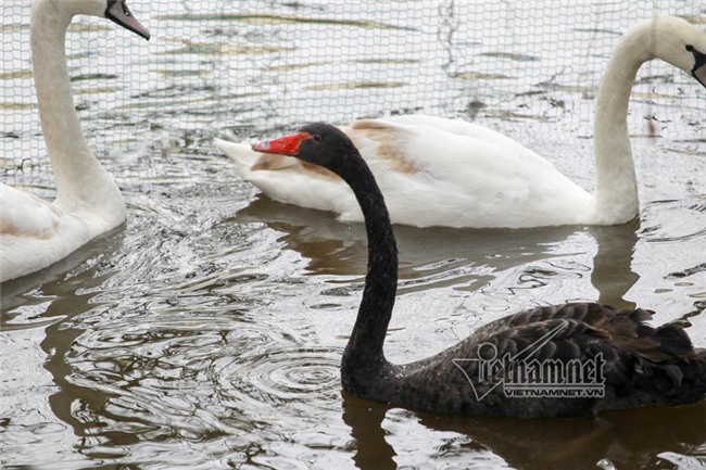 thiên nga, hồ Gươm, Hà Nội, GS Nguyễn Lân Dũng