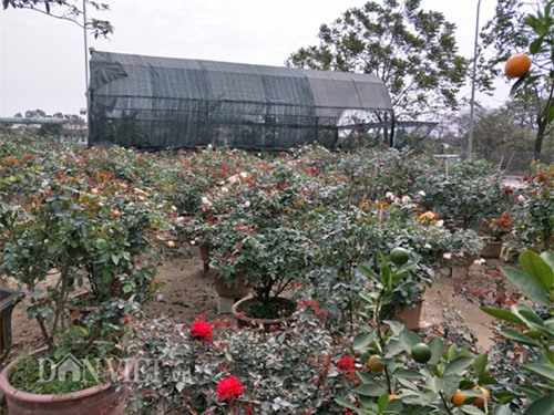 can tet, dan choi thu do do xo di