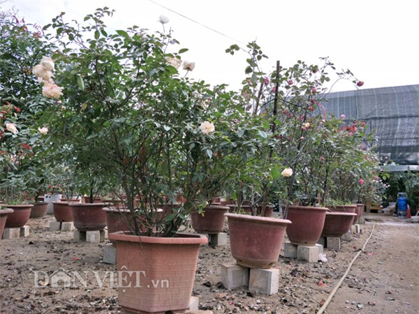 can tet, dan choi thu do do xo di