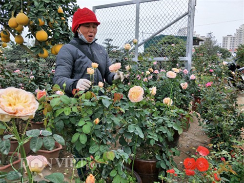 can tet, dan choi thu do do xo di