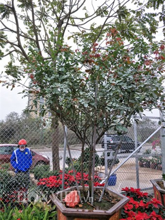 can tet, dan choi thu do do xo di 