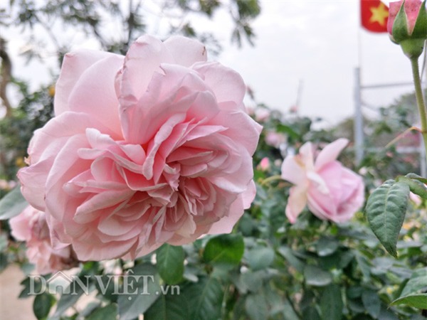 can tet, dan choi thu do do xo di 