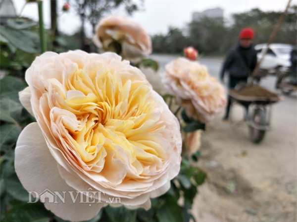 can tet, dan choi thu do do xo di