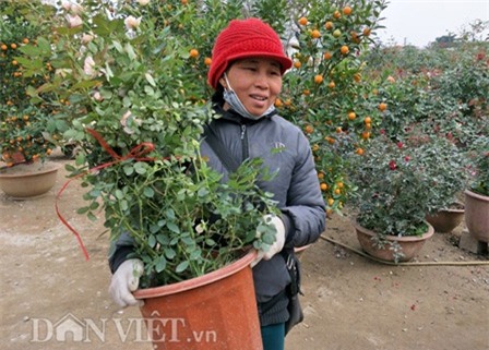 can tet, dan choi thu do do xo di 