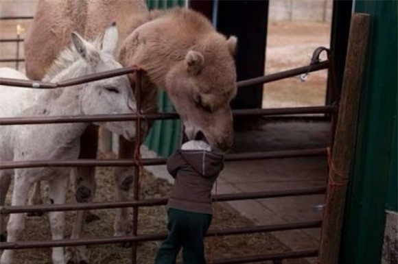 ảnh cười, vui thôi đừng vui quá, ảnh ngộ nghĩnh