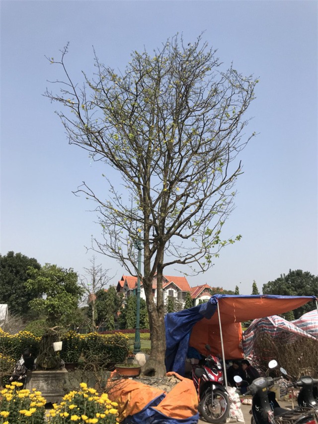 hoa tết,trồng cây cảnh