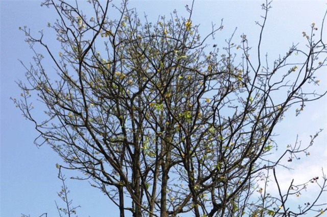 hoa tết,trồng cây cảnh