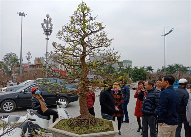 hoa tết,trồng cây cảnh