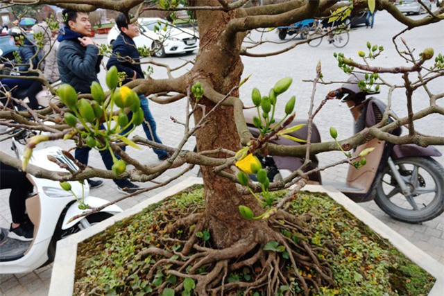 hoa tết,trồng cây cảnh