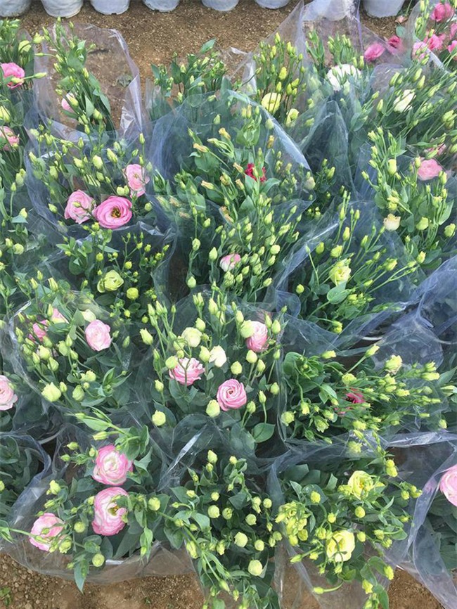 Cận Tết, các chị em công sở rủ nhau đi buôn từ giò chả, lạp xưởng đến bưởi, hoa - Ảnh 19.