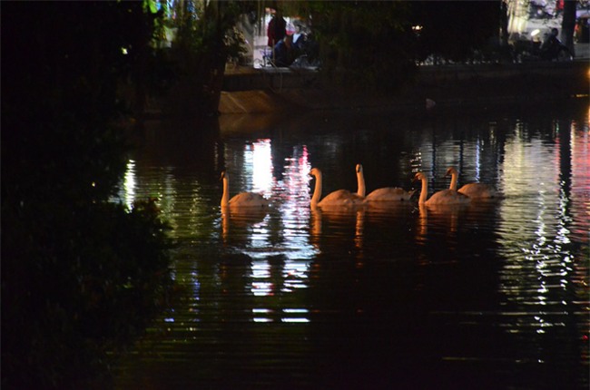 Được di chuyển khỏi Hồ Gươm trong đêm, đàn thiên nga bất ngờ tung tăng bơi lội ở hồ Thiền Quang - Ảnh 1.