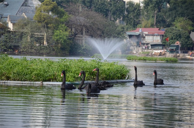 Được di chuyển khỏi Hồ Gươm trong đ&#234;m, đ&#224;n thi&#234;n nga bất ngờ tung tăng bơi lội ở hồ Thiền Quang - Ảnh 2.