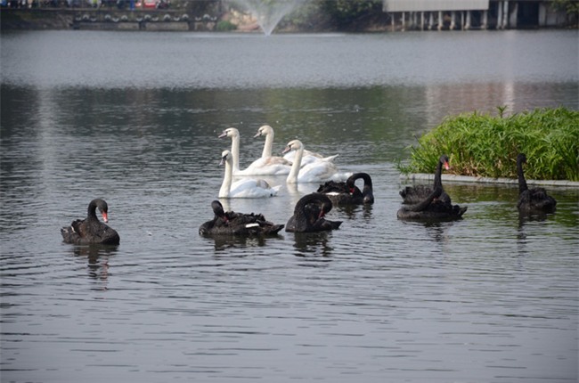 Được di chuyển khỏi Hồ Gươm trong đêm, đàn thiên nga bất ngờ tung tăng bơi lội ở hồ Thiền Quang - Ảnh 2.