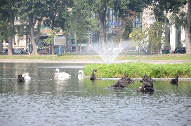 Được di chuyển khỏi Hồ Gươm trong đêm, đàn thiên nga bất ngờ tung tăng bơi lội ở hồ Thiền Quang - Ảnh 2.