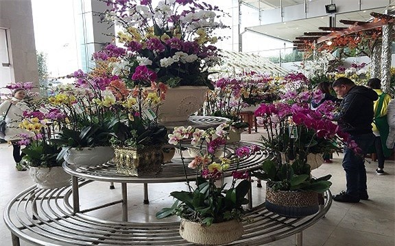 thị trường hoa tết,hoa lan,lan hồ điệp,Thị trường Tết,