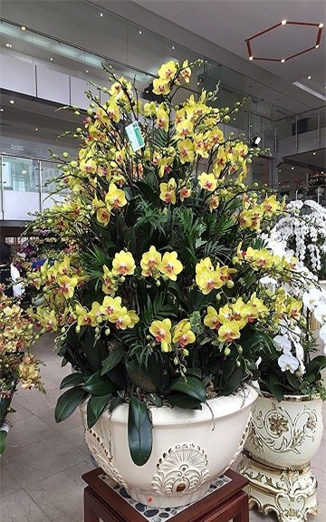 thị trường hoa tết,hoa lan,lan hồ điệp,Thị trường Tết,