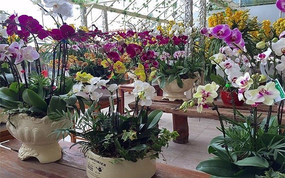 thị trường hoa tết,hoa lan,lan hồ điệp,Thị trường Tết,