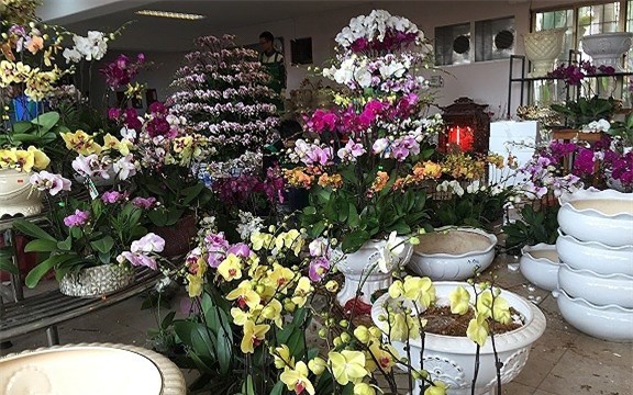 thị trường hoa tết,hoa lan,lan hồ điệp,Thị trường Tết,