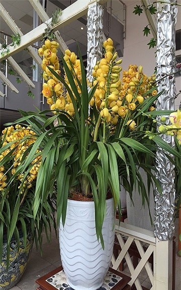 thị trường hoa tết,hoa lan,lan hồ điệp,Thị trường Tết,