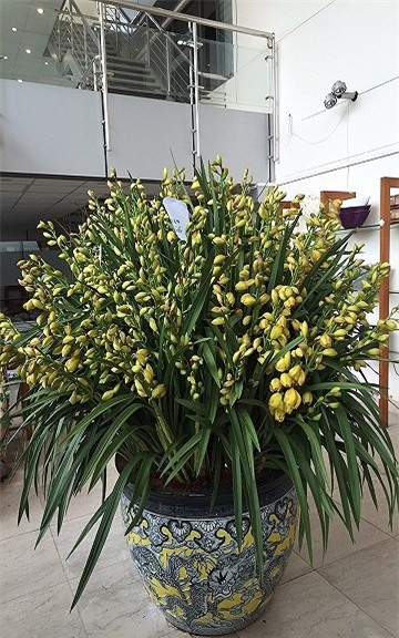 thị trường hoa tết,hoa lan,lan hồ điệp,Thị trường Tết,