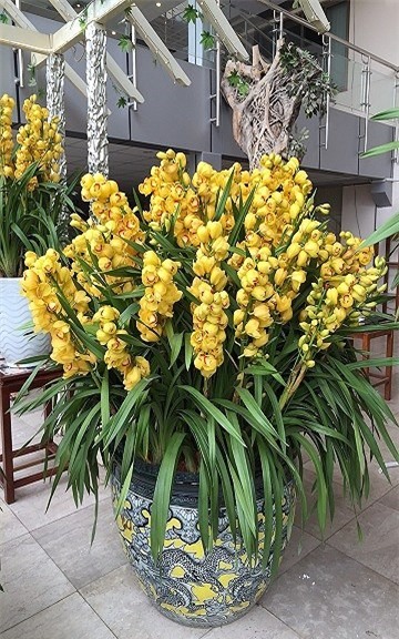 thị trường hoa tết,hoa lan,lan hồ điệp,Thị trường Tết,