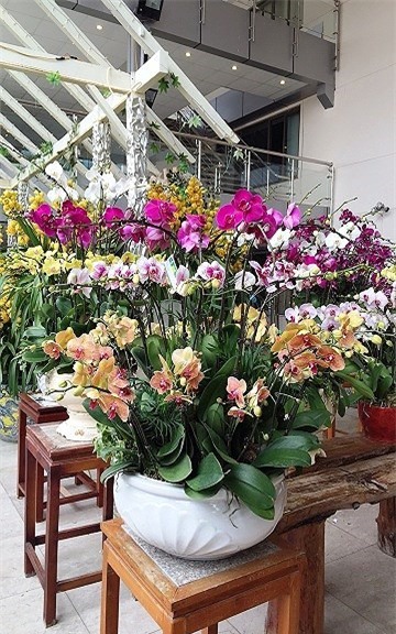 thị trường hoa tết,hoa lan,lan hồ điệp,Thị trường Tết,