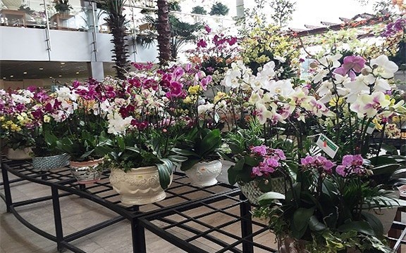 thị trường hoa tết,hoa lan,lan hồ điệp,Thị trường Tết,