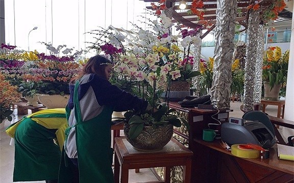 thị trường hoa tết,hoa lan,lan hồ điệp,Thị trường Tết,