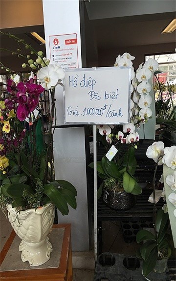 thị trường hoa tết,hoa lan,lan hồ điệp,Thị trường Tết,