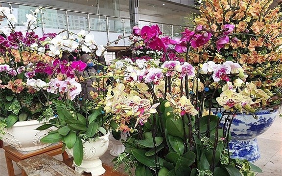 thị trường hoa tết,hoa lan,lan hồ điệp,Thị trường Tết,