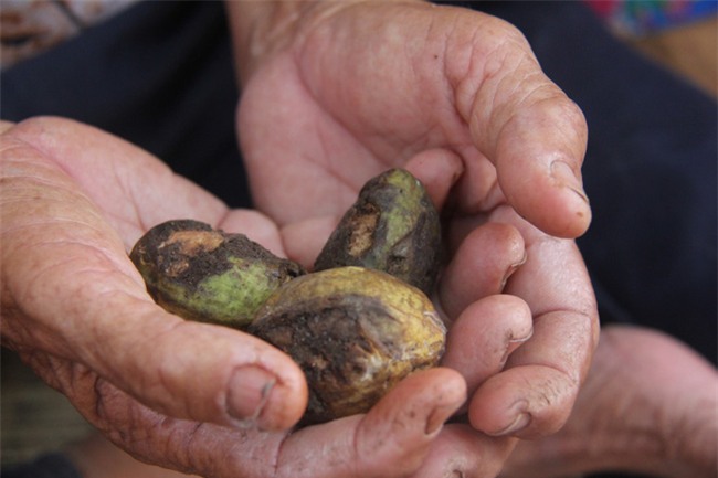 Xót cảnh 3 đứa trẻ không rành tiếng Việt theo bà cố đi lượm trái bàng về bán lấy tiền nuôi bà ngoại khùng - Ảnh 5.