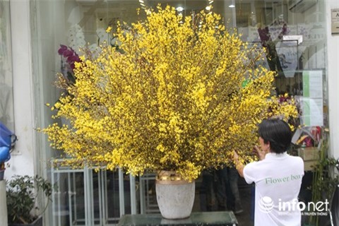 thị trường Tết, hoa tết, lan hồ điệp, thị trường hoa