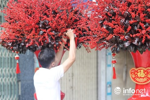 thị trường Tết, hoa tết, lan hồ điệp, thị trường hoa